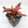 Cryptanthus fosterianus 'Elaine'