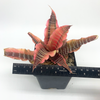 Cryptanthus fosterianus 'Elaine'