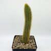 Cleistocactus winteri "Golden Rat Tail" [small]