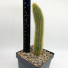 Cleistocactus winteri "Golden Rat Tail" [small]