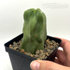 Lophocereus schottii monstrose totem pole cactus for sale at East Austin Succulents