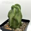 Lophocereus schottii monstrose totem pole cactus for sale at East Austin Succulents