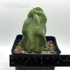 Lophocereus schottii monstrose totem pole cactus for sale at East Austin Succulents