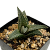 Haworthiopsis ssp tessellata "Neat"