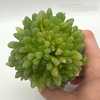 Haworthia obesa 'Fort Brown'