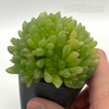 Haworthia obesa 'Fort Brown'