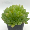 Haworthia obesa 'Fort Brown'