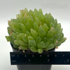 Haworthia obesa 'Fort Brown'