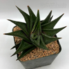 Haworthiopsis limifolia