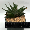 Haworthiopsis limifolia
