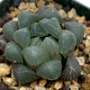 Haworthia obtusa OBX-1