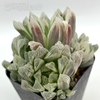 Haworthia cooperi var. gracilis (white variegated)