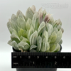 Haworthia cooperi var. gracilis (white variegated)