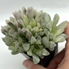 Haworthia cooperi var. gracilis (white variegated)