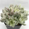 Haworthia cooperi var. gracilis (white variegated)