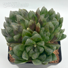 Haworthia purple obtusa hybrid