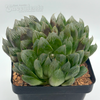 Haworthia purple obtusa hybrid