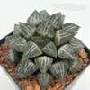 Haworthia emelyae hybrid