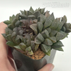 Haworthia 'Sugar Plum'