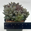 Haworthia 'Sugar Plum'