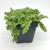 Pilea depressa