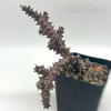 Edithcolea grandis