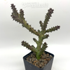 Edithcolea grandis