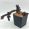 Edithcolea grandis