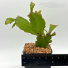 Rhipsalis rhombea