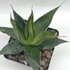 Agave impressa