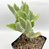 Kalanchoe behartii