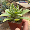 Kalanchoe behartii