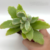 Kalanchoe behartii