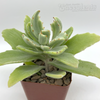 Kalanchoe behartii