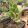 Kalanchoe behartii