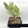 Kalanchoe behartii