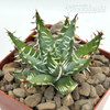 Aloe erinacea