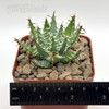 Aloe erinacea