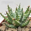 Aloe erinacea