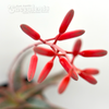 Aloe 'Christmas Carol'