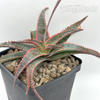 Aloe 'Christmas Carol'