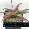 Aloe 'Christmas Carol'