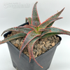 Aloe 'Christmas Carol'
