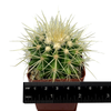 Echinocactus grusonii 'Golden Barrel'