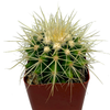 Echinocactus grusonii 'Golden Barrel'