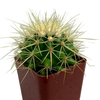 Echinocactus grusonii 'Golden Barrel'