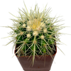 Echinocactus grusonii 'Golden Barrel'