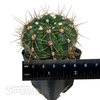 Gymnocalycium reductum var. schatzlianum