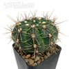 Gymnocalycium reductum var. schatzlianum