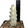 Euphorbia lactea 'White Ghost' [Small]